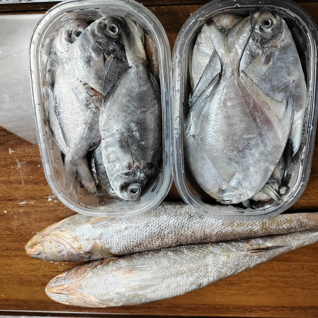 正宗东海野生肉鲳 白鲳 米鱼 肉质细腻 味道鲜美