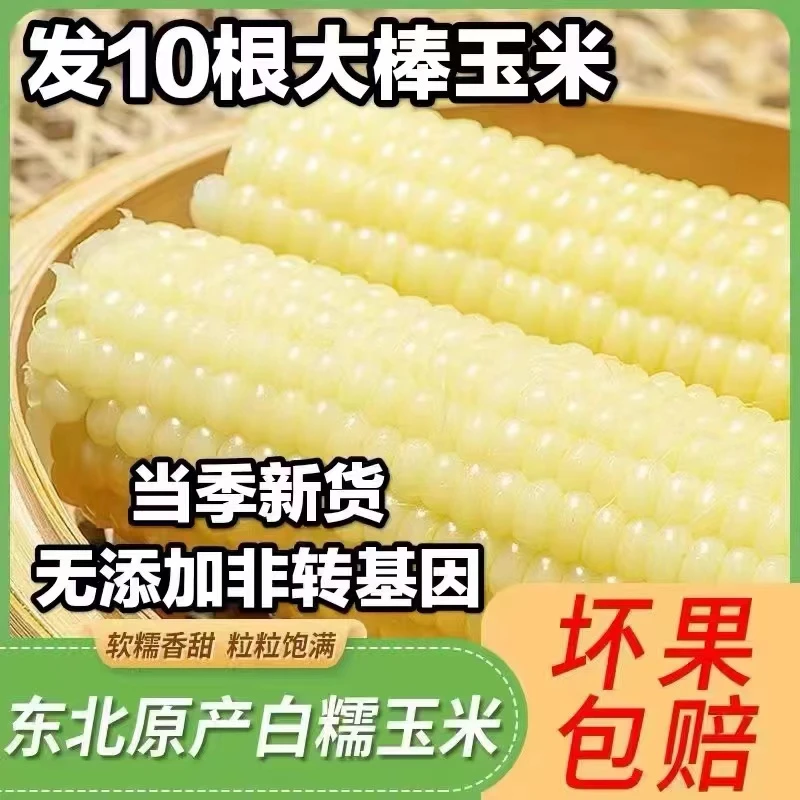 【拍8送2 试吃两根】东北黑土地白糯玉米 240-300/g【5-6斤】