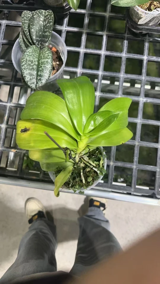 蝴蝶兰 蓝兔 3.5寸 苗株带花剑 有瑕疵 少根或无根 鲜花绿植