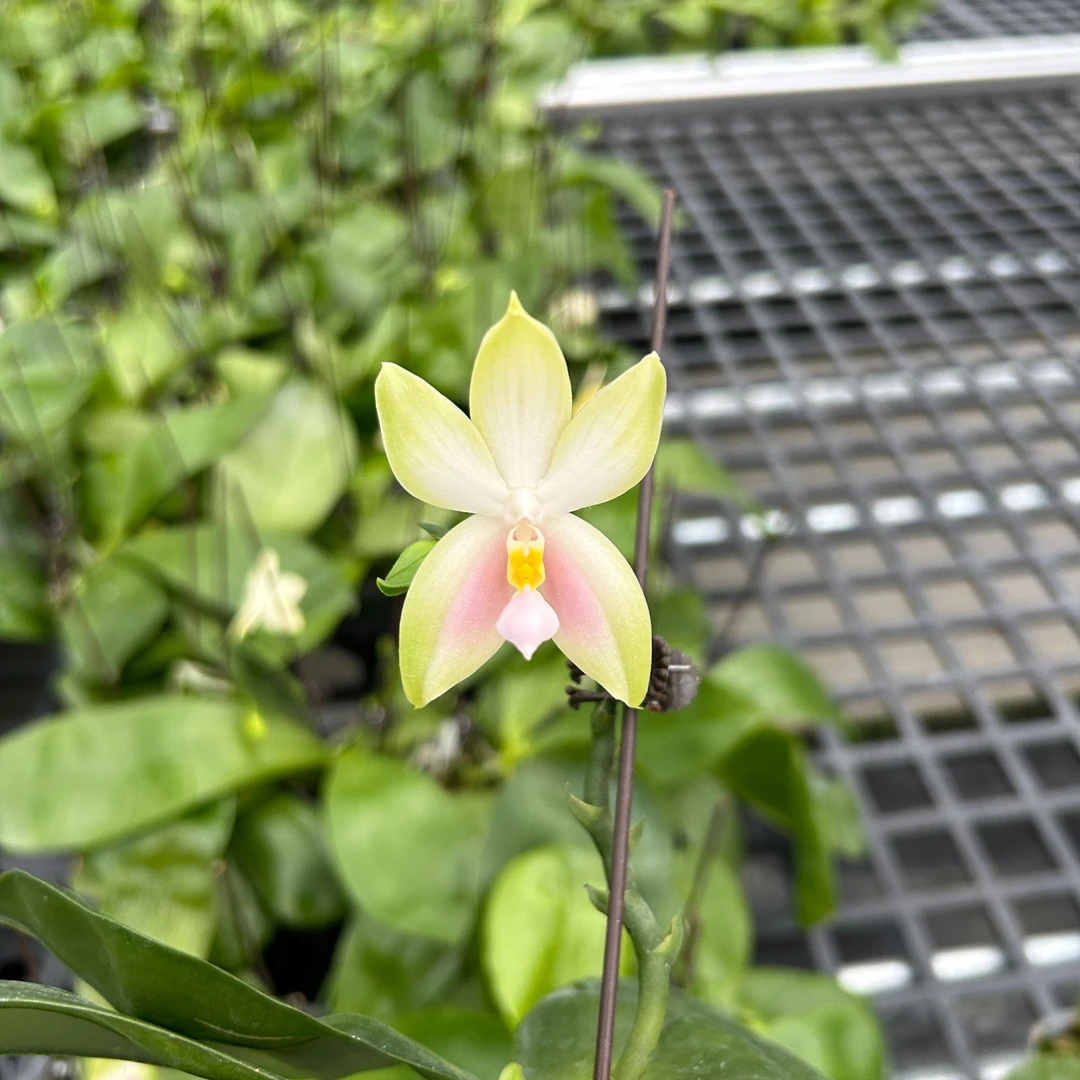 粉色贝丽娜 3 寸苗株带花剑 微瑕疵 蝴蝶兰 鲜花绿植