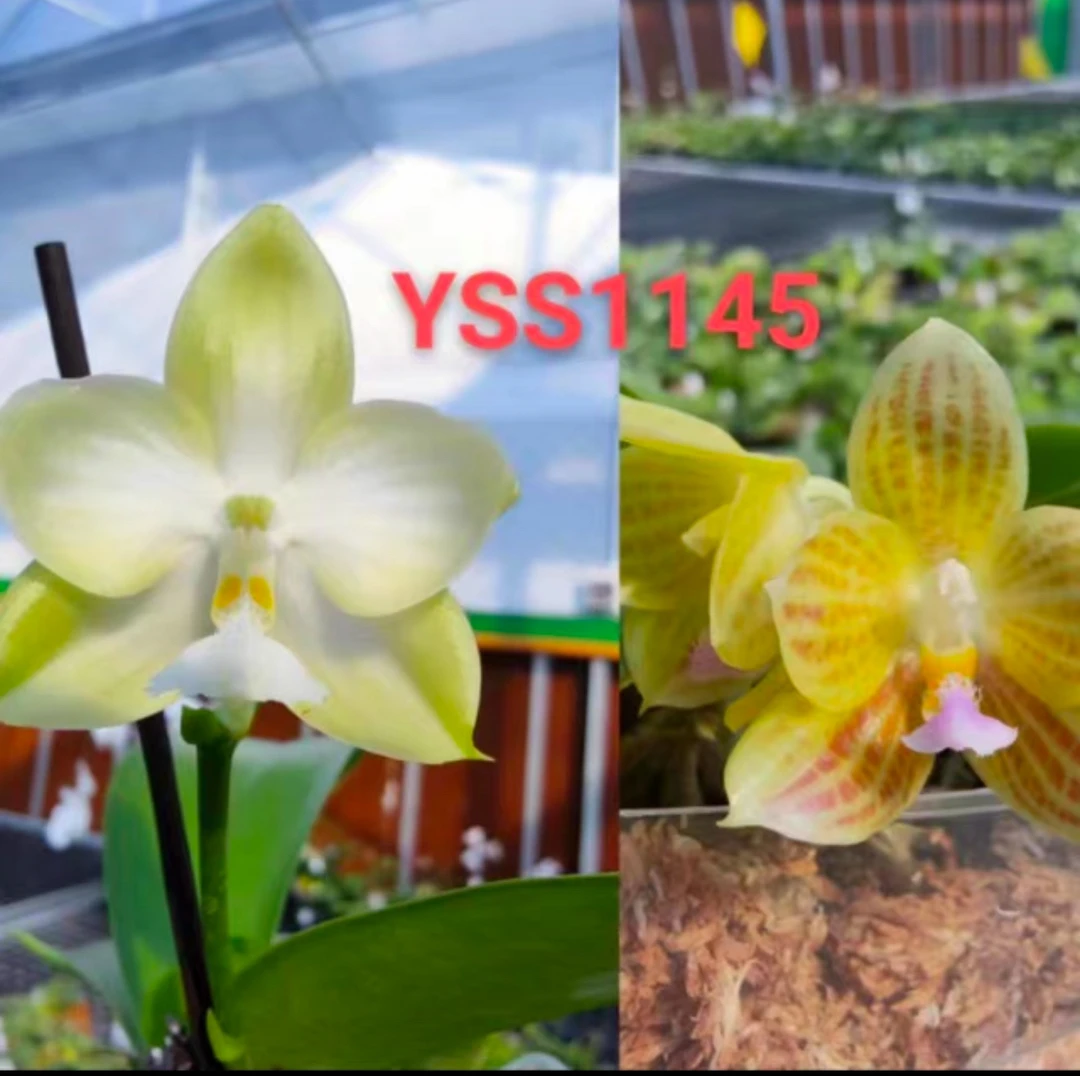 YSS1145 雪路帝交米库爪哇 3寸苗株多苗  微瑕疵 鲜花绿植