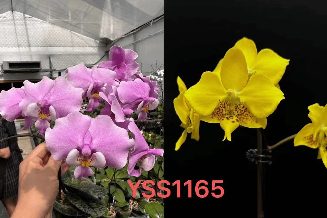 【盈收兰园】YSS1165贵族西交史塔基 1.7寸 苗株 鲜花绿植