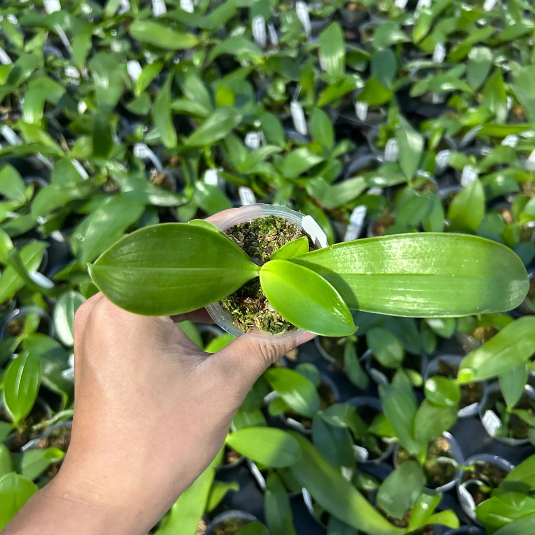 原生种蝴蝶兰 YSS1199 1.7寸苗株 瑕疵