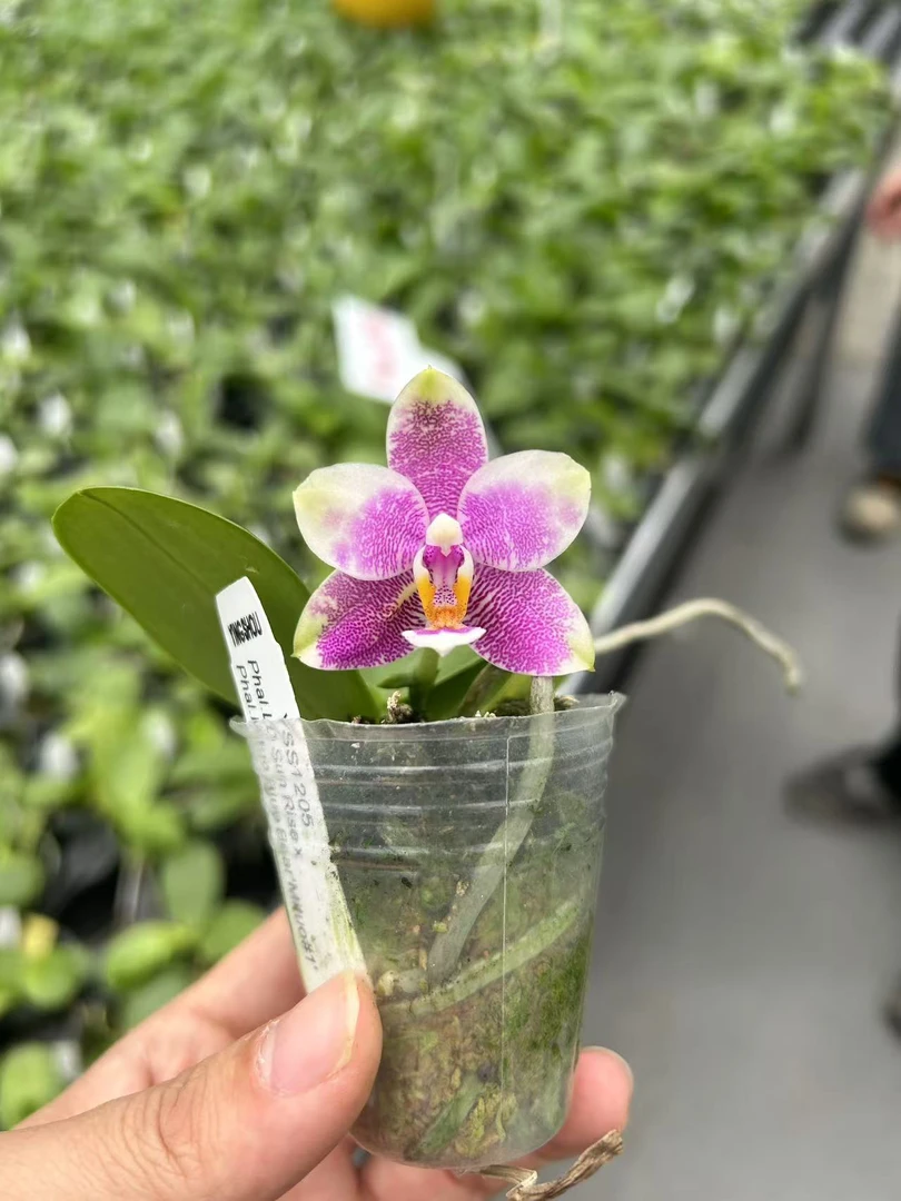 【盈收兰园】YSS1205太阳玫瑰交蓝熊 1.7寸 花剑株 鲜花绿植