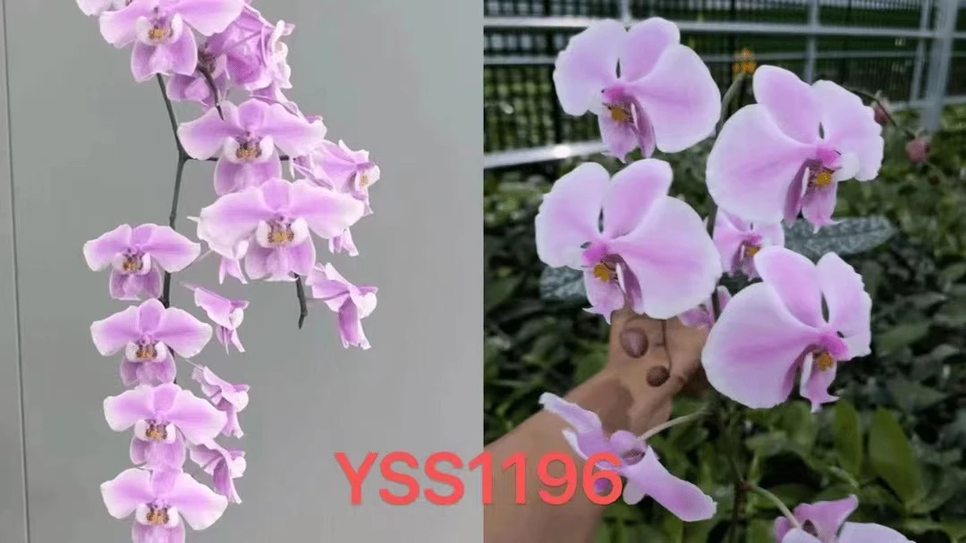 YSS1196 巨大交粉大花 1.7寸 花剑株 少根