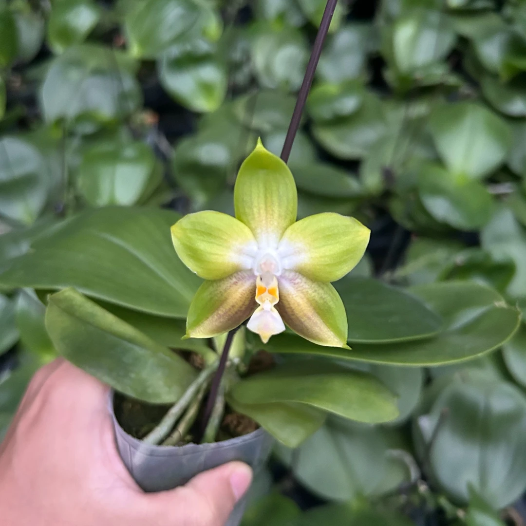 蝴蝶兰萤火虫 3.5寸苗株 没根 有干根 微瑕疵