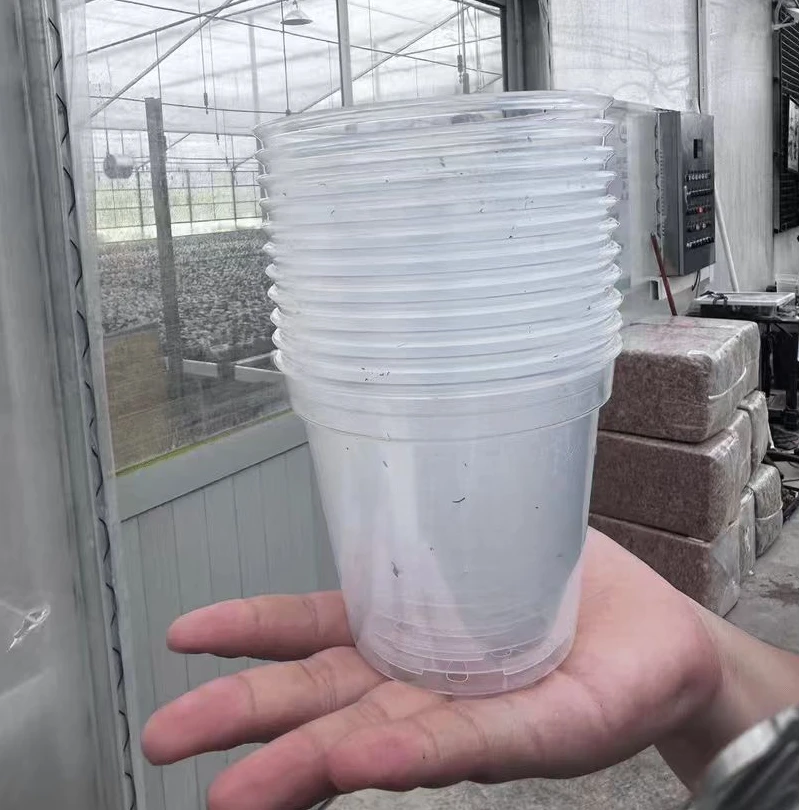 3寸杯 培育盆 10个一组 鲜花绿植