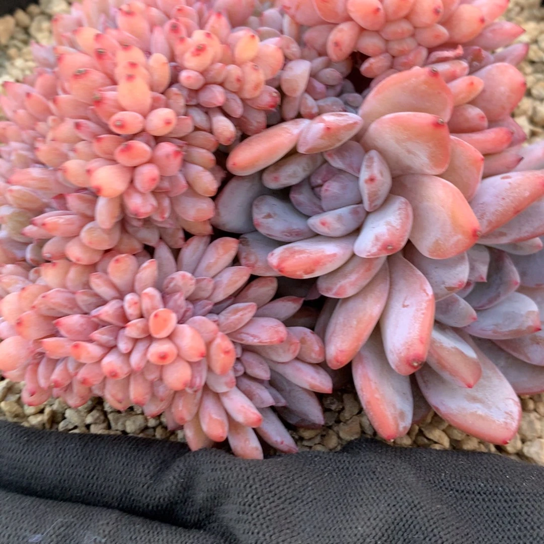 冰*火A920售后范围：签收起7天内，超时不售后