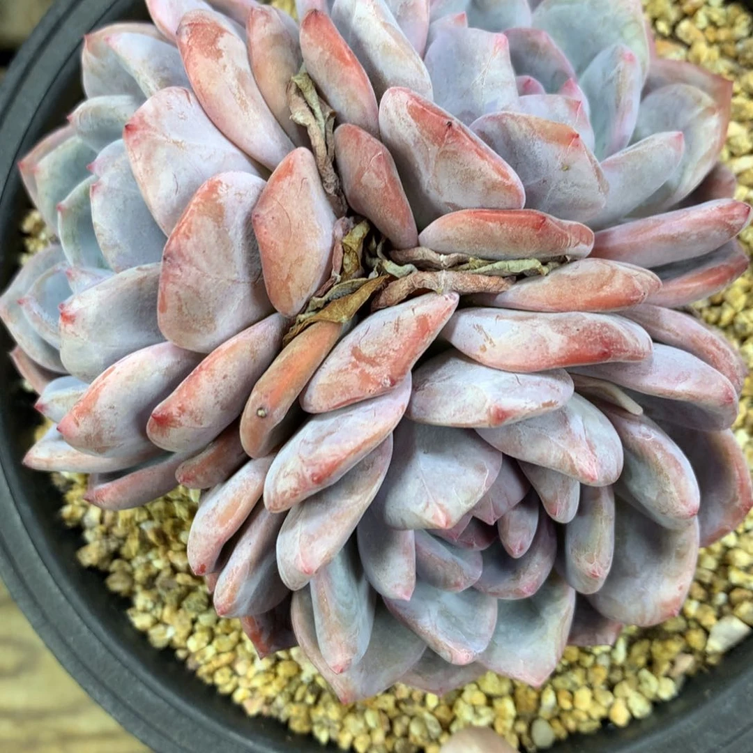 果*然A772售后范围：签收起7天内，超时不售后