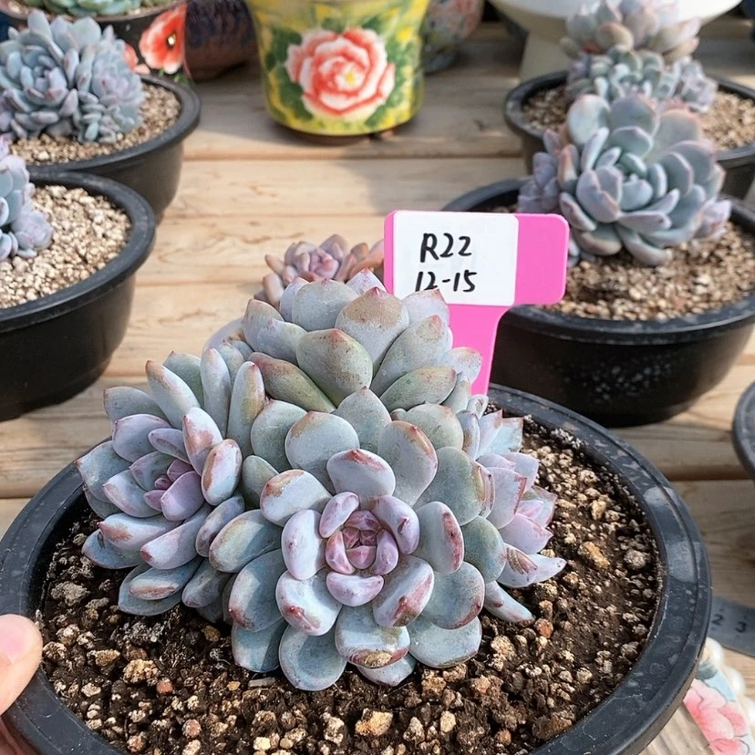 【闪购商品】20231215-R22