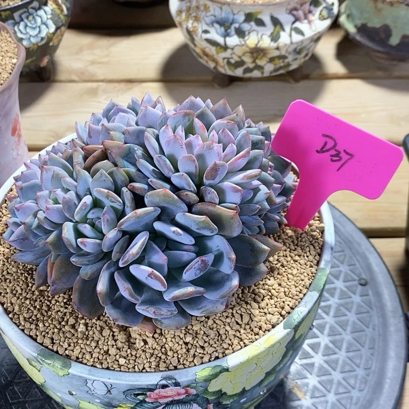 【闪购商品】?****莲20231219-D37