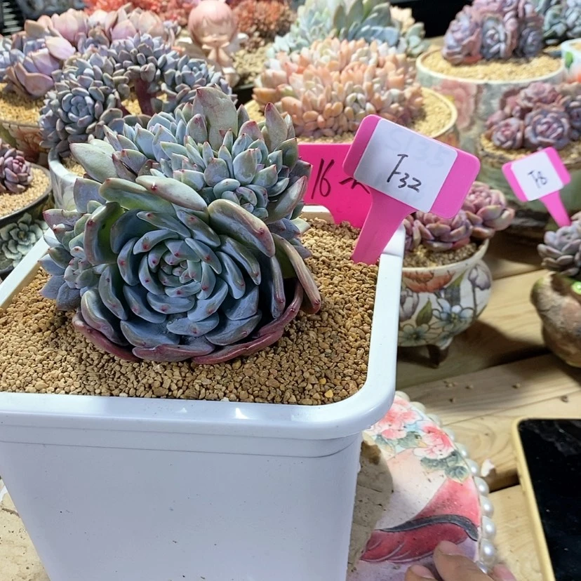 【闪购商品】?**屁20231223-F32