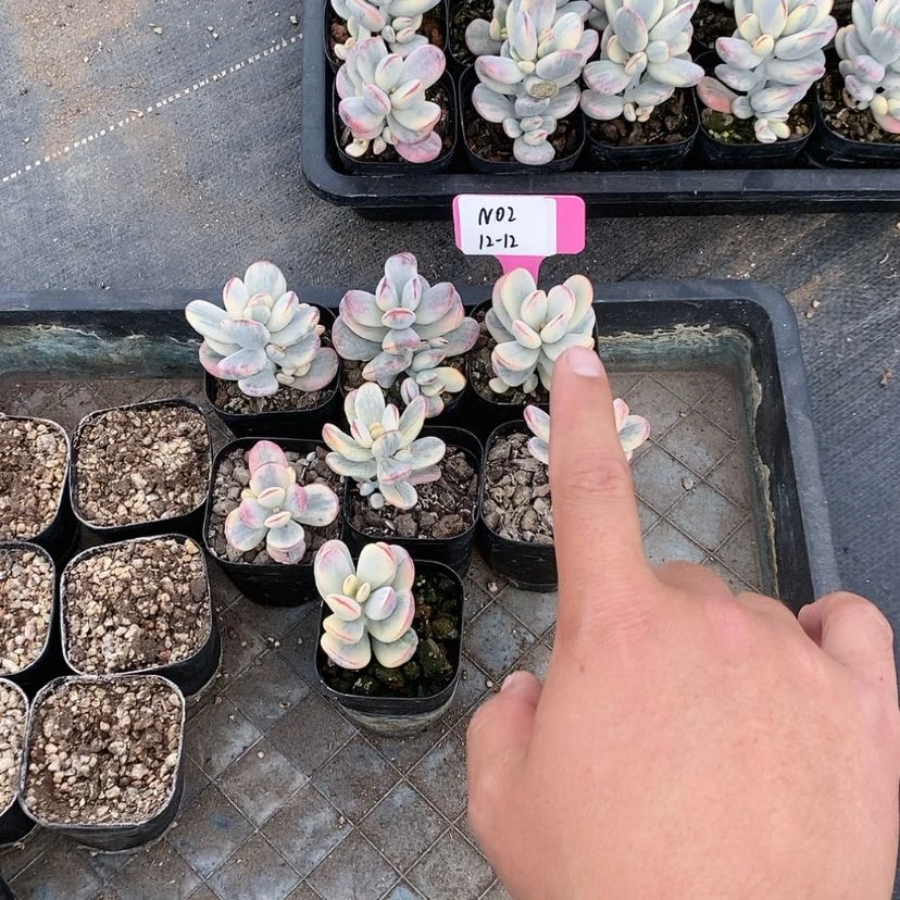 【闪购商品】20231212,N02