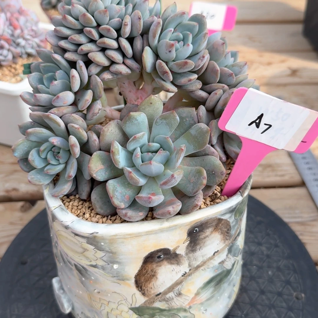 【闪购商品】20231229-a7