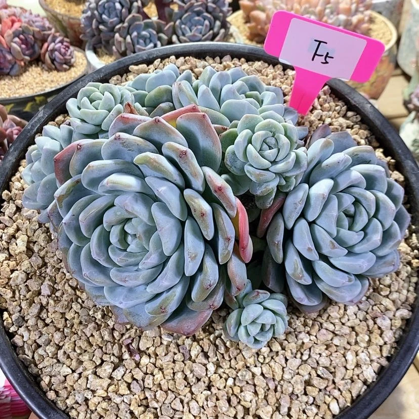 【闪购商品】20231223-F5