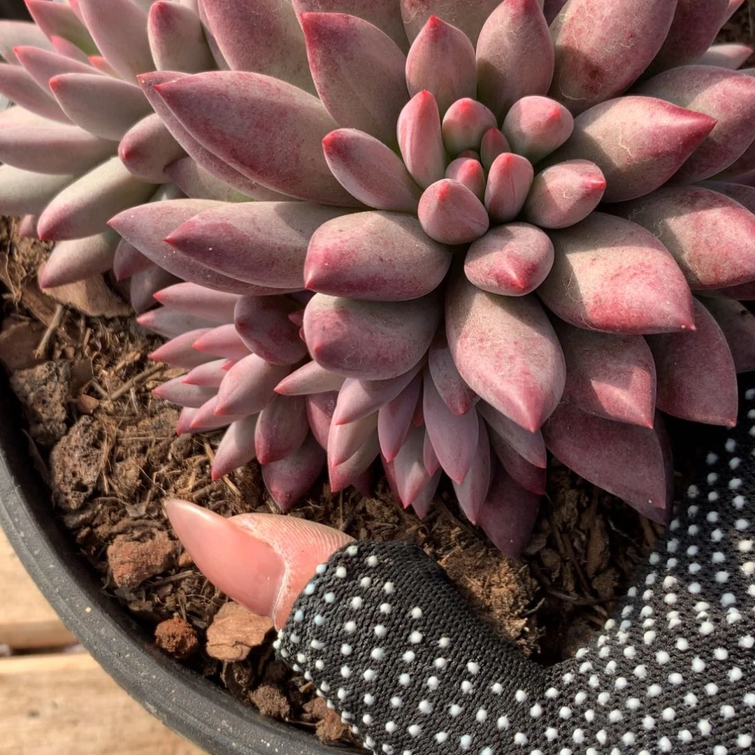 A748售后范围：签收起7天内，超时不售后