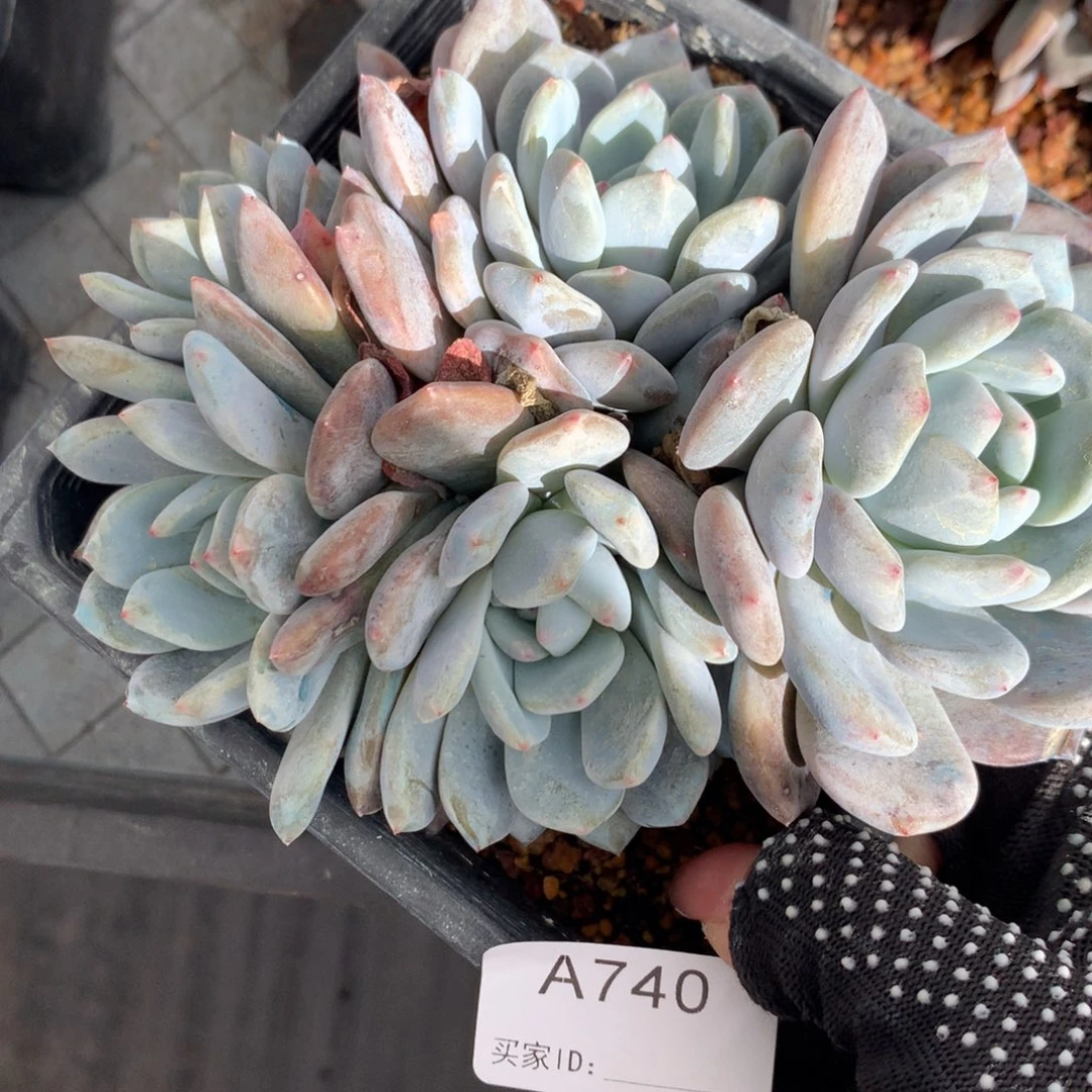 A740售后f范围：签收起7天内，超时不售后