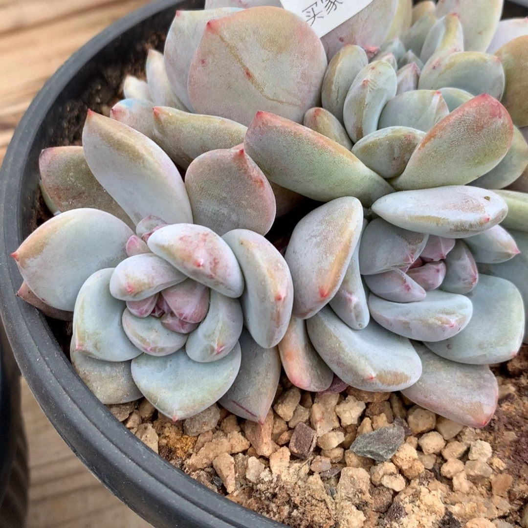 A160售后范围：签收起7天内，超时不售后