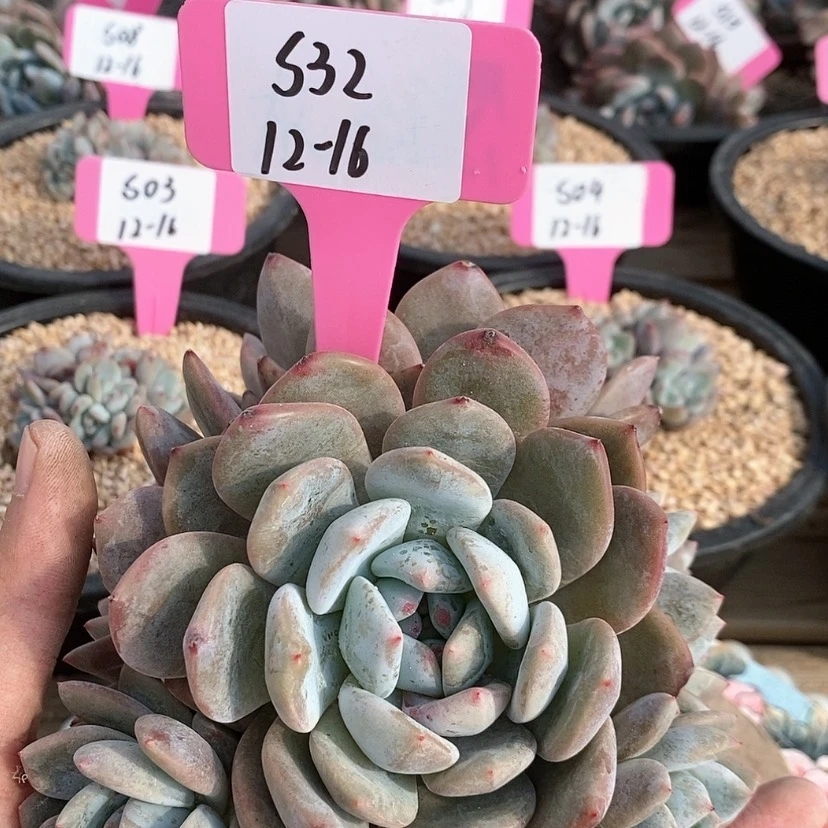 【闪购商品】20231216-S32