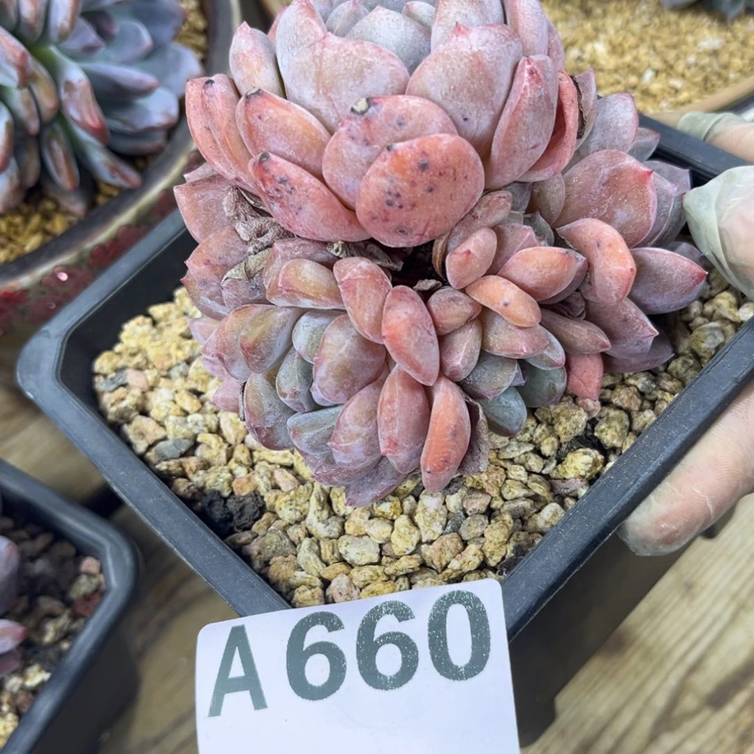 A660售后范围：签收起7天内，超时不售后