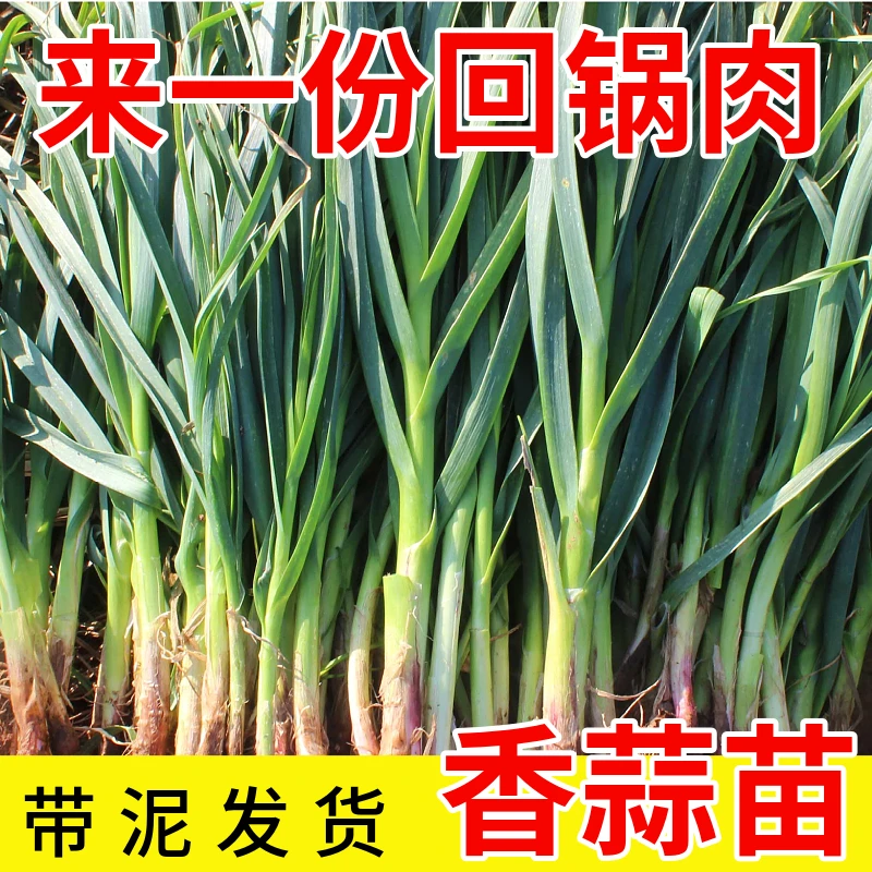 【香蒜苗】新鲜蒜苗炒肥锅肉现扯现发四川香蒜绿色蔬菜批发包邮