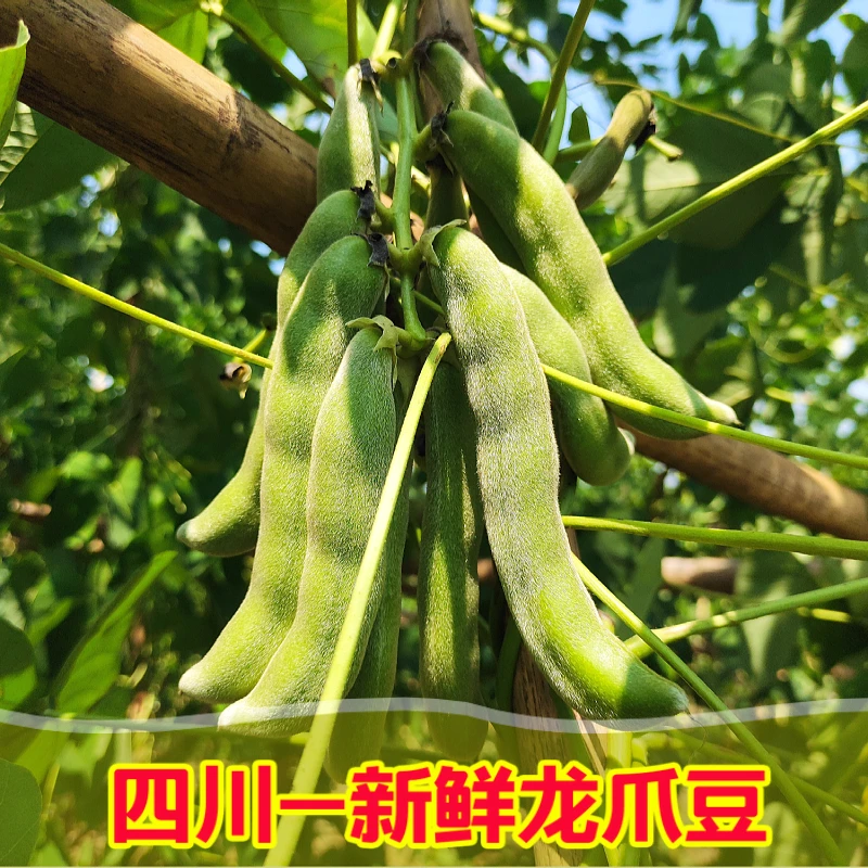 【现摘现发】四川新鲜龙爪豆猫猫豆带皮狗儿豆老虎豆现摘现发