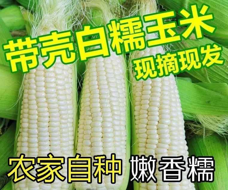 【甜白糯玉米】现摘新鲜香糯玉米白甜糯玉米四川嫩包谷带壳黏玉米