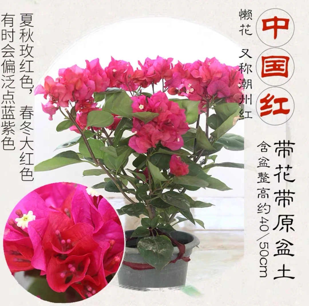 【中国红】三角梅盆栽勤花品种四季原生桩好养易活阳台庭院可爬藤