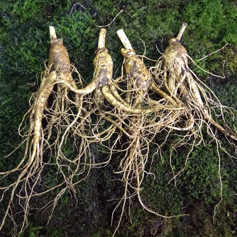 现场采挖大人参 新鲜