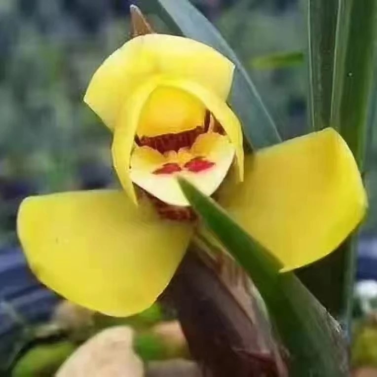 兰花绿植盆栽，实物以直播间为准（一物一拍，直播专用）