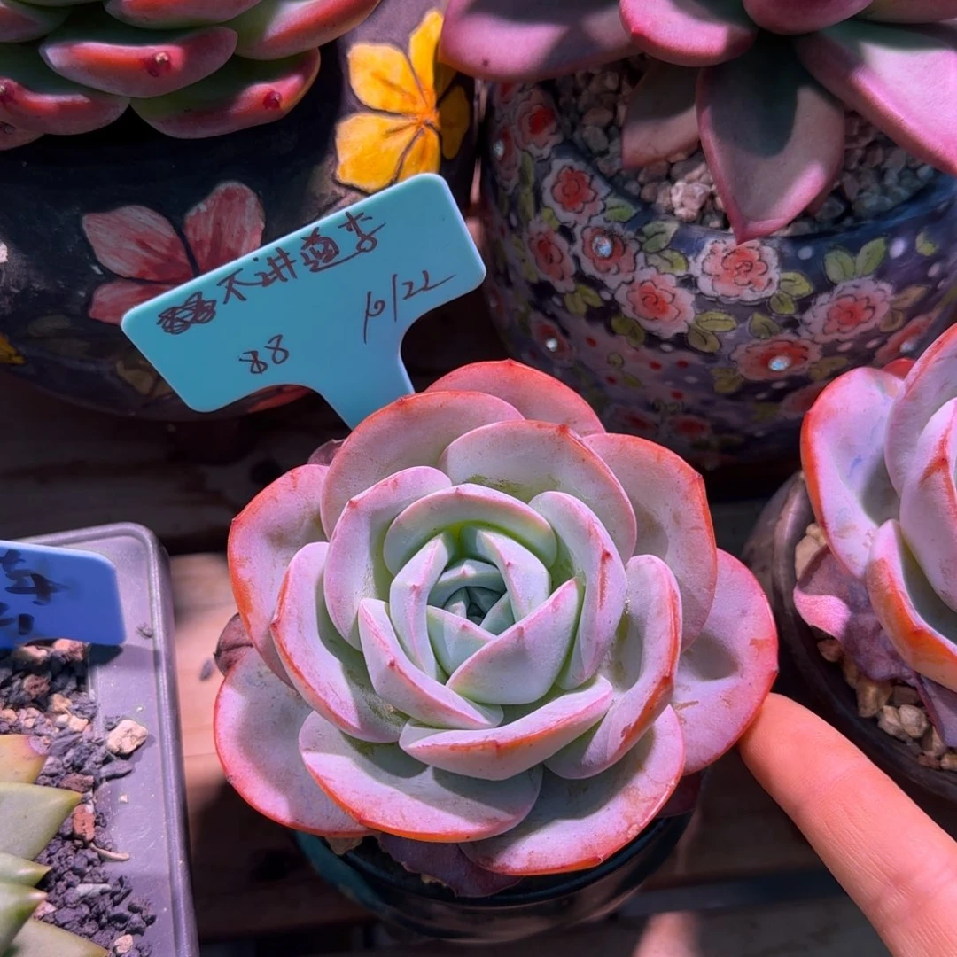 不讲道理姐姐多肉植物