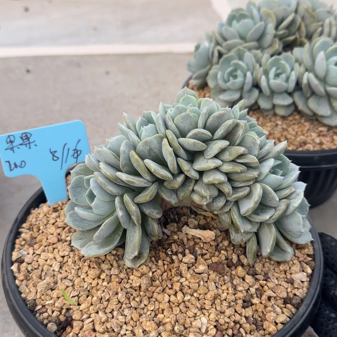 果果姐姐多肉植物