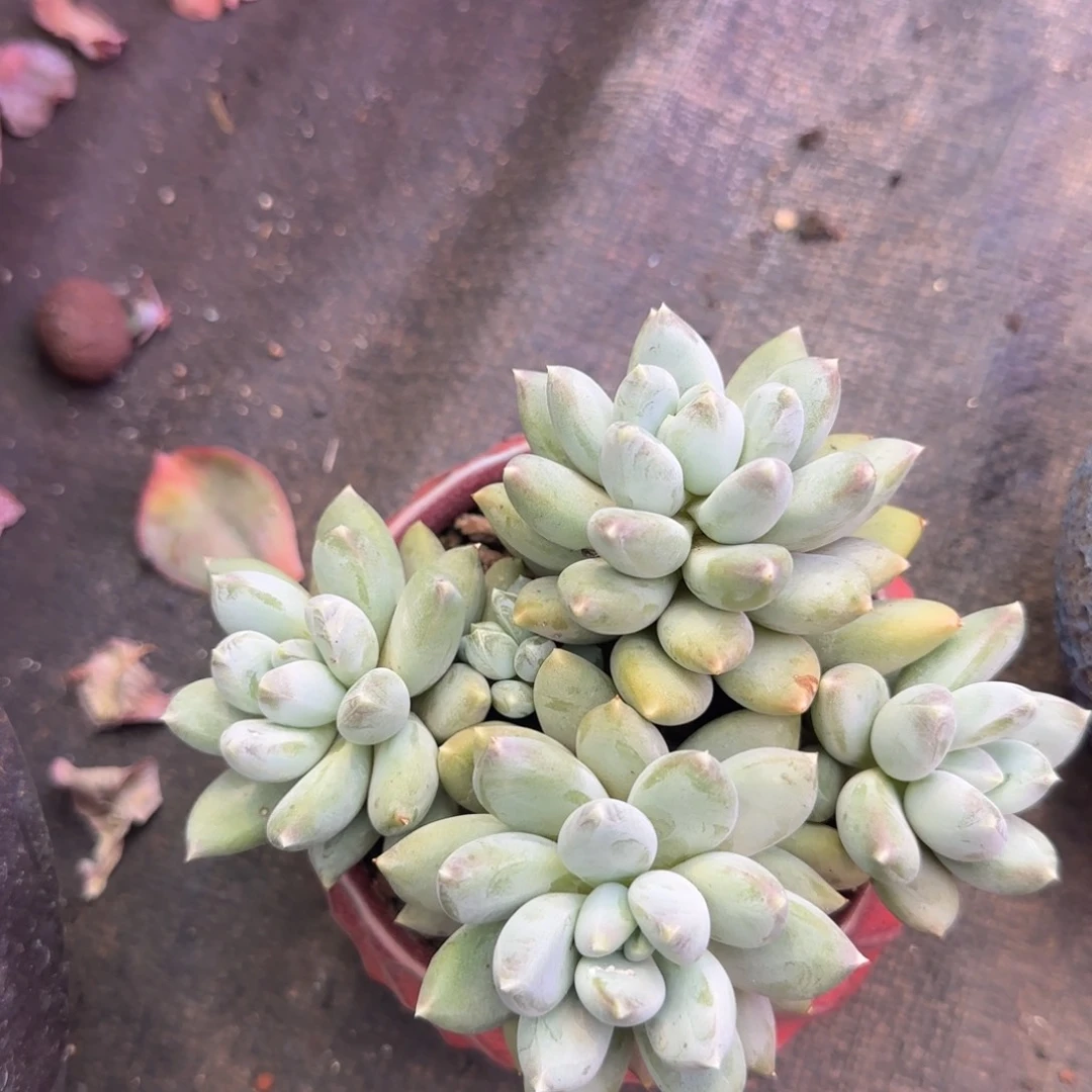依然姐姐多肉植物