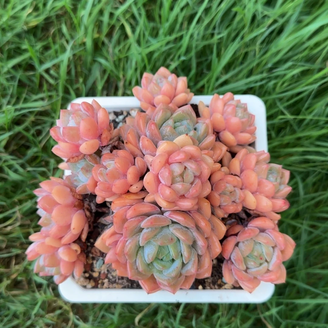 多发植物多肉植物