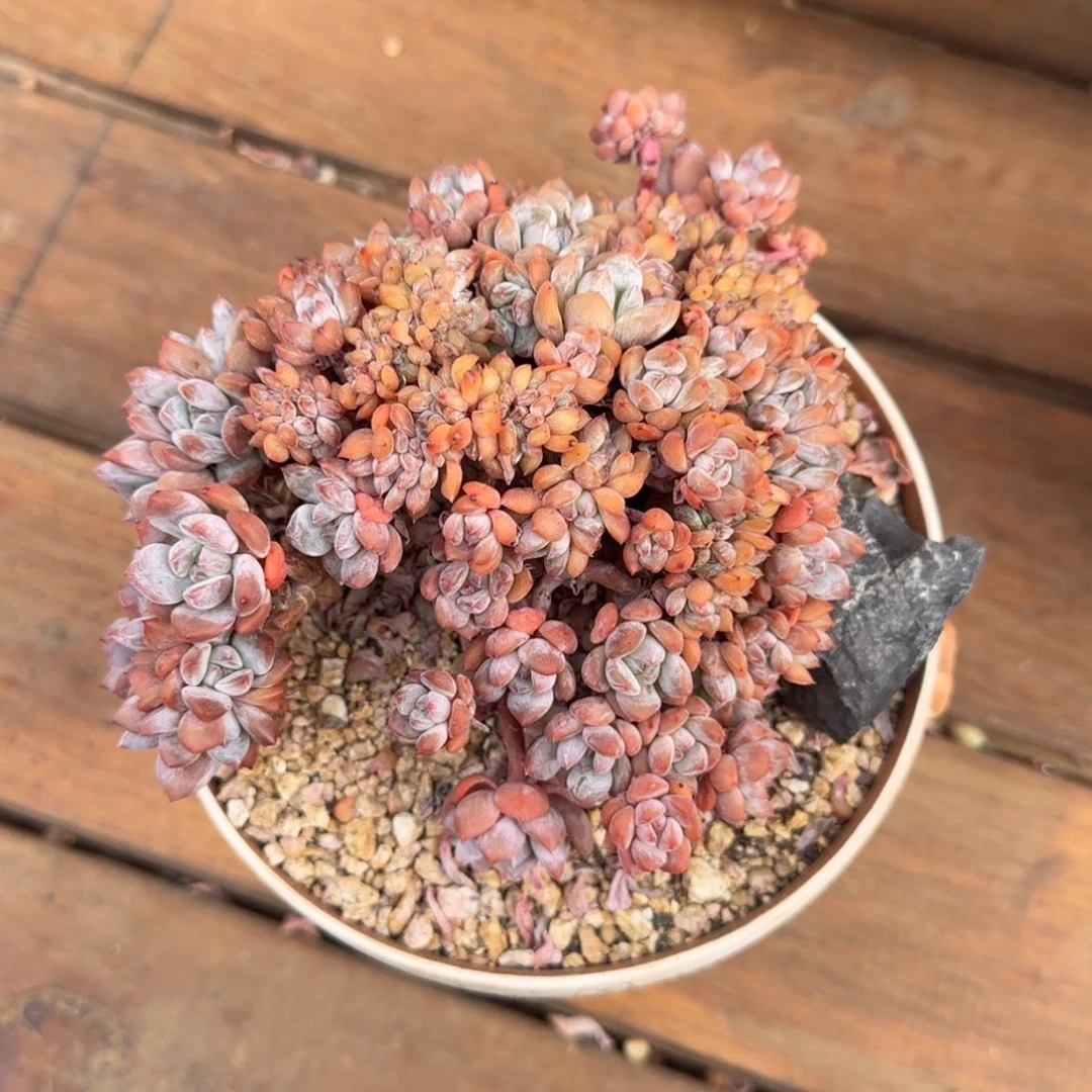 ?*零多肉多肉植物多肉植物