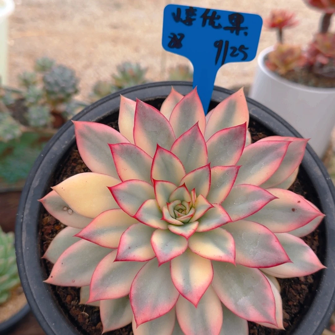 小李优果姐姐多肉植物