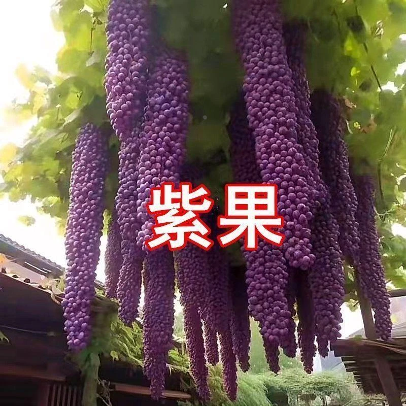 巨型爬藤王葡萄树苗新品种葡萄树苗无籽超甜大果树嫁接大串葡萄苗