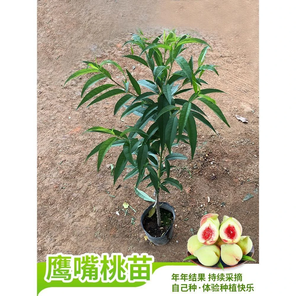 鹰嘴桃果树苗嫁接桃树苗三月桃脆桃大苗桃花盆栽地栽南方种植带土