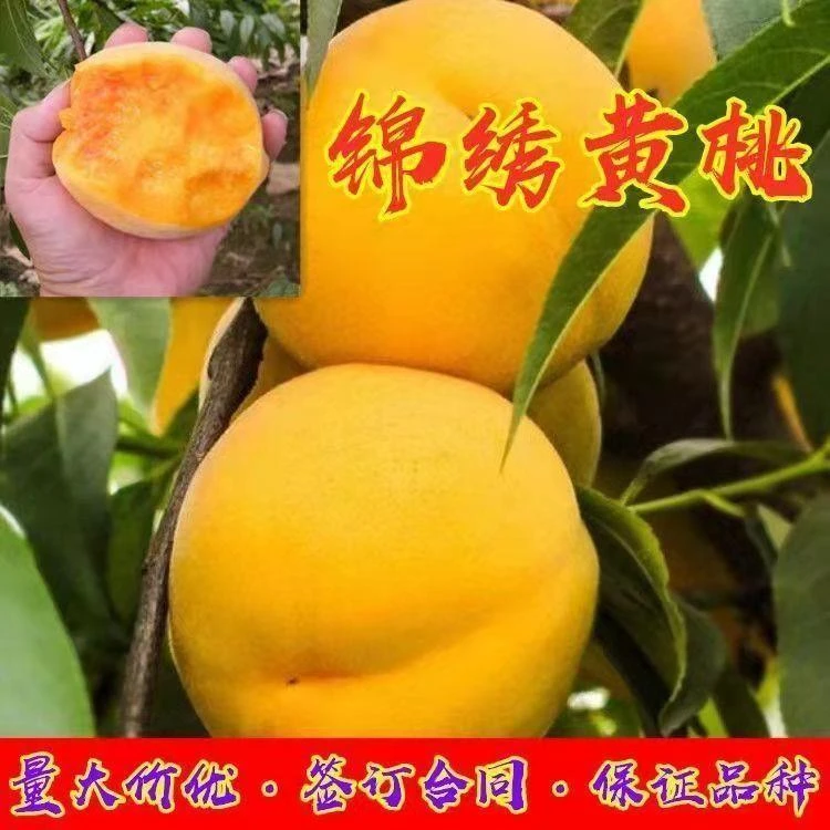 正宗晚熟冬黄桃树苗离核嫁接锦绣黄桃树苗脆甜盆栽地栽南北方种植