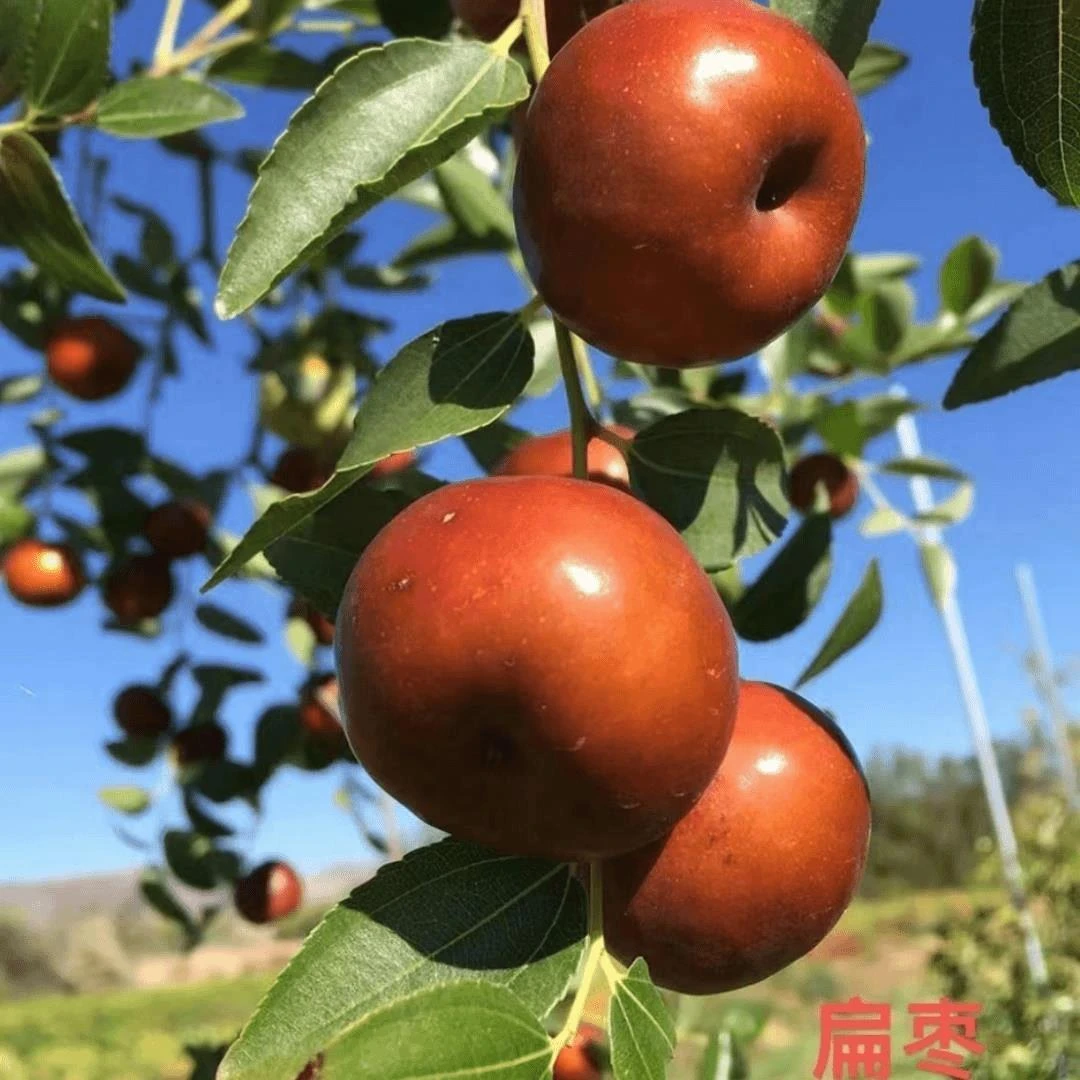 枣树活苗大枣超甜冬枣南北方种植水果树苗地栽庭院盆栽矮化沾化枣