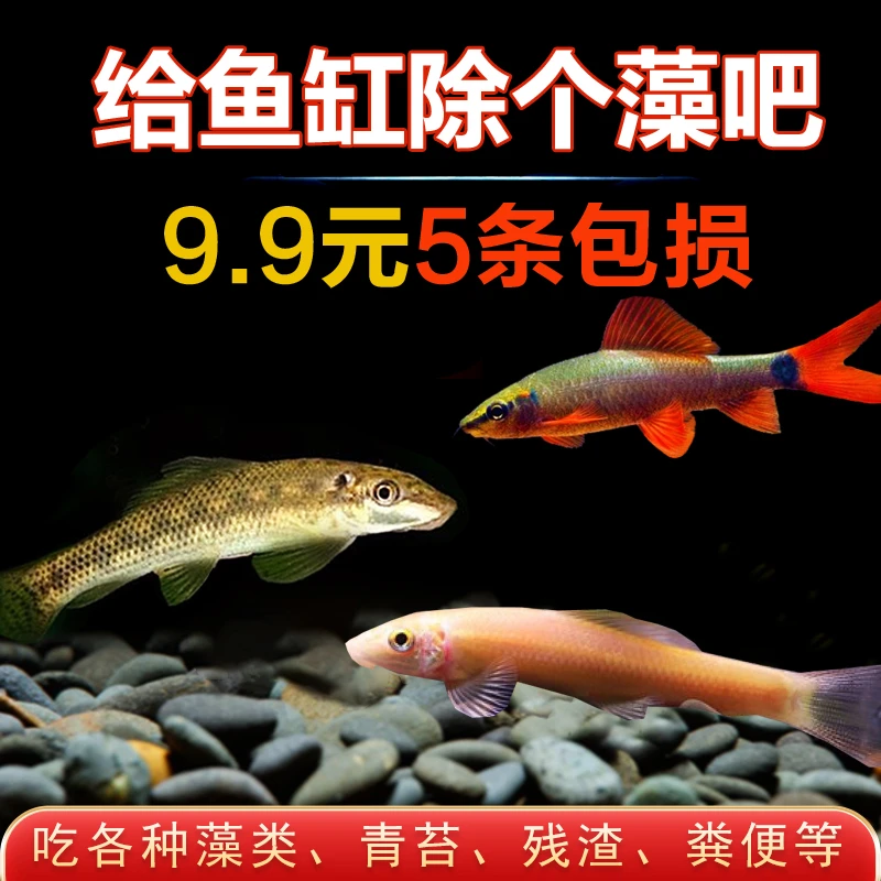 鱼缸清洁鱼除藻鱼金苔鼠工具鱼吃粪便垃圾鱼青苔鼠热带观赏鱼好养