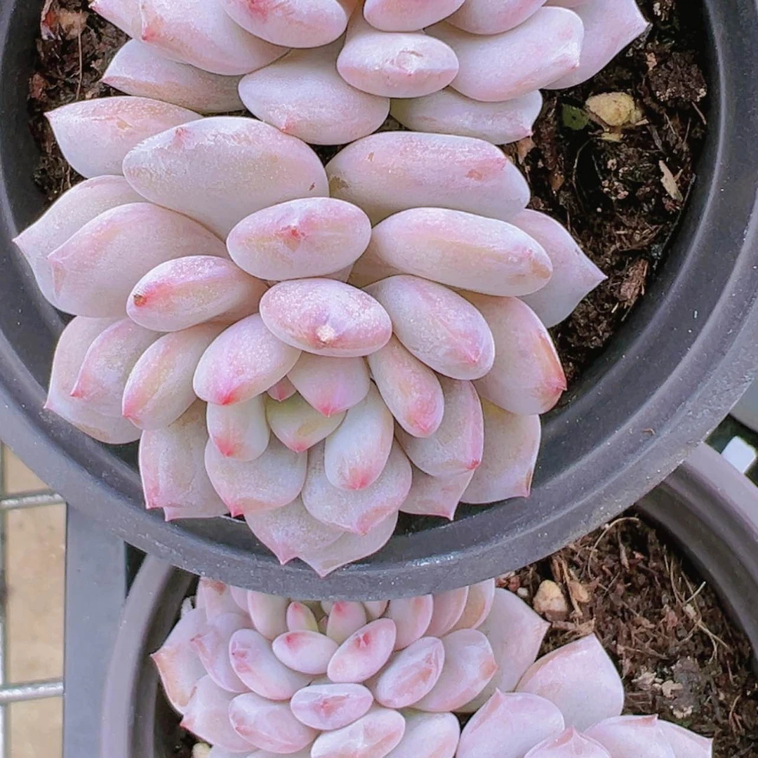 【闪购商品】双头玉芙蓉5.8