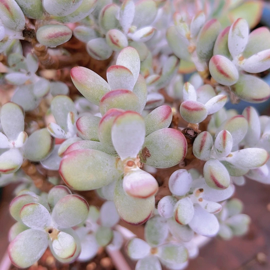 【闪购商品】老桩乒乓福娘16.8