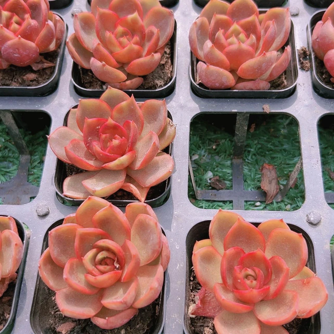 【闪购商品】韩版红灯8.8