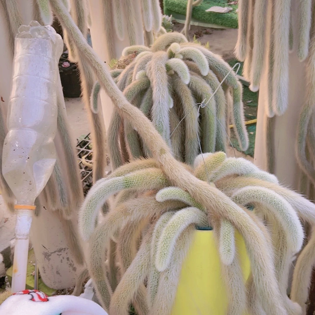 【闪购商品】加厚多肉保暖棉28.8两个