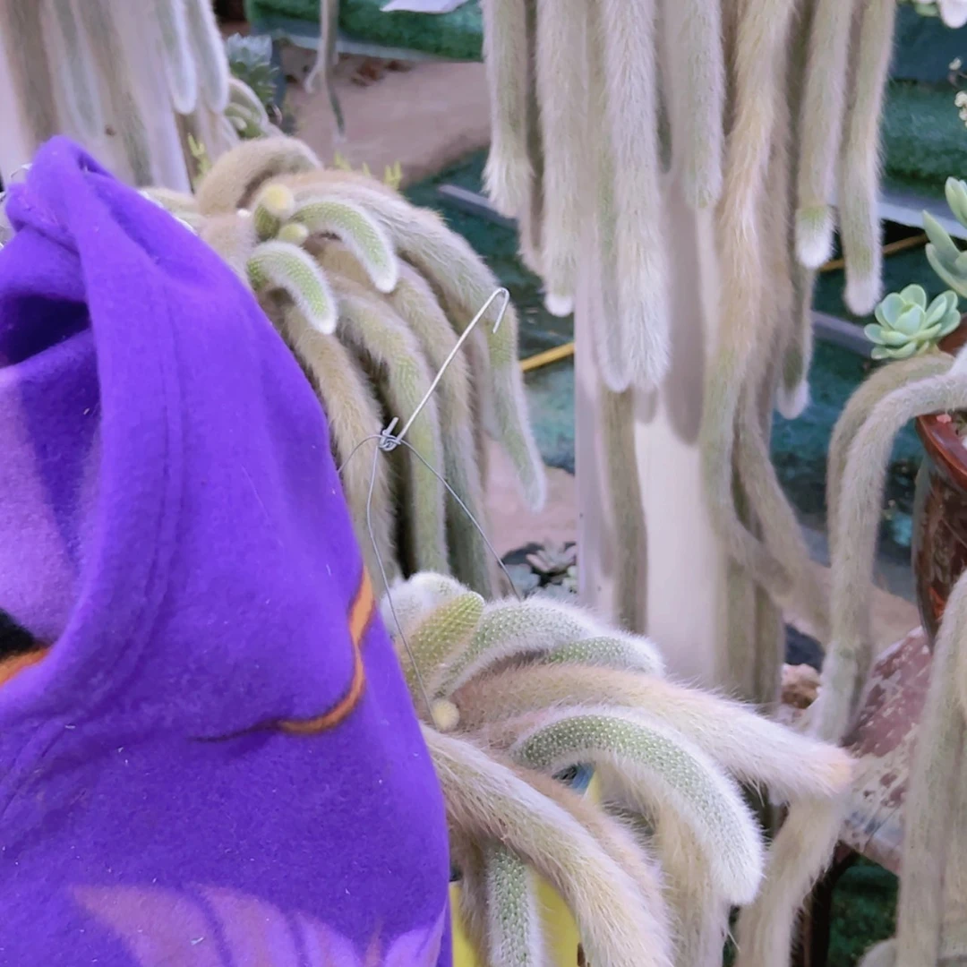 【闪购商品】多肉保暖棉毯9.9