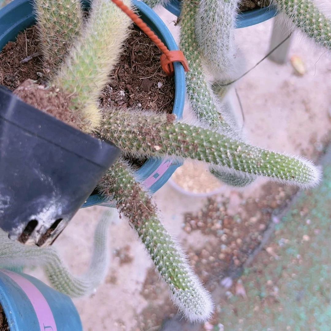 【闪购商品】思*福袋九尾狐带小