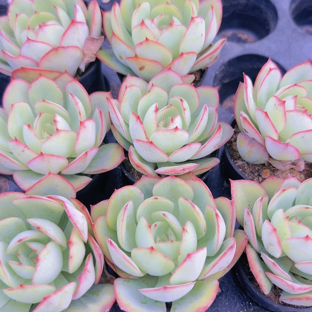 【闪购商品】牡丹亭1.9