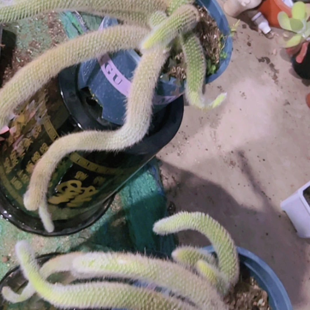 【闪购商品】大群无砍九尾狐