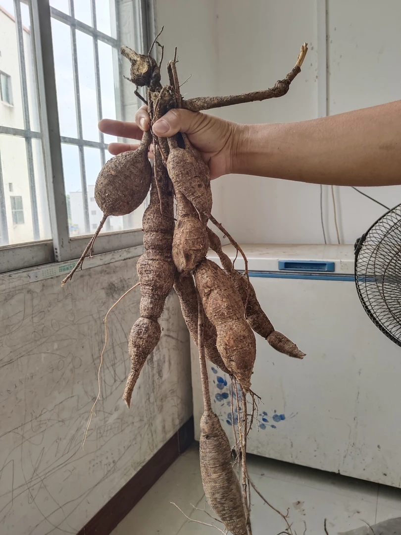 石山黑牛大力(生鲜)